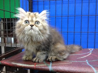 Female Brown Tabby Semiflat Persian - Persian Cat