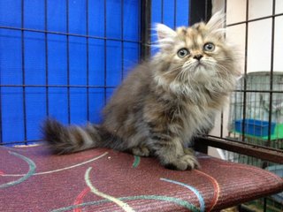 Female Brown Tabby Semiflat Persian - Persian Cat