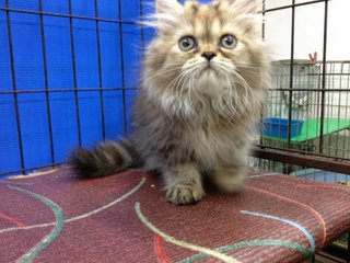 Female Brown Tabby Semiflat Persian - Persian Cat