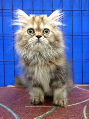 Female Brown Tabby Semiflat Persian - Persian Cat