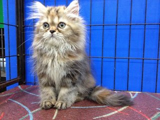 Female Brown Tabby Semiflat Persian - Persian Cat