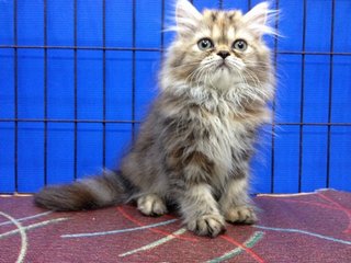 Female Brown Tabby Semiflat Persian - Persian Cat