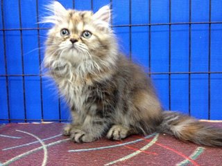 Female Brown Tabby Semiflat Persian - Persian Cat