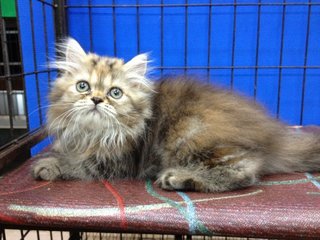 Female Brown Tabby Semiflat Persian - Persian Cat