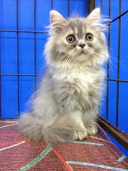 Female Blue Tabby Semiflat Persian - Persian Cat