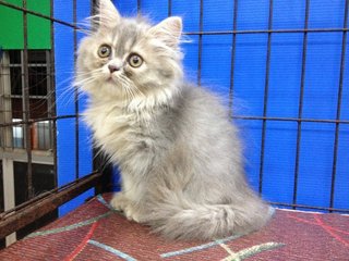 Female Blue Tabby Semiflat Persian - Persian Cat