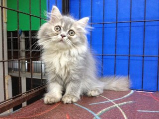 Female Blue Tabby Semiflat Persian - Persian Cat