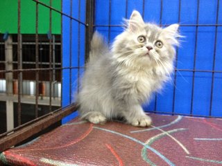 Female Blue Tabby Semiflat Persian - Persian Cat