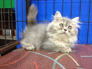 Female Blue Tabby Semiflat Persian - Persian Cat