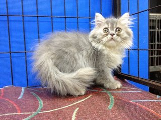 Female Blue Tabby Semiflat Persian - Persian Cat