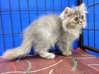 Female Blue Tabby Semiflat Persian - Persian Cat