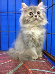 Female Blue Tabby Semiflat Persian - Persian Cat