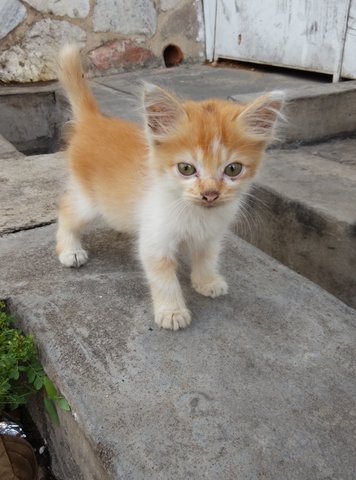 Orange (Pls Read Description) - Domestic Long Hair Cat