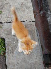 Orange (Pls Read Description) - Domestic Long Hair Cat