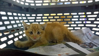 Ginger Kitty - Domestic Short Hair Cat