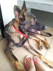 Ruffy - German Shepherd Dog Dog