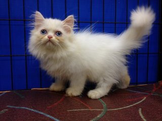 Female Solid White Semiflat Persian - Persian Cat