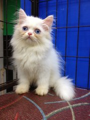 Female Solid White Semiflat Persian - Persian Cat