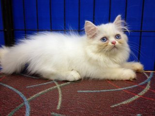 Female Solid White Semiflat Persian - Persian Cat