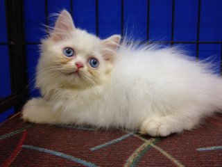 Female Solid White Semiflat Persian - Persian Cat