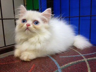 Female Solid White Semiflat Persian - Persian Cat