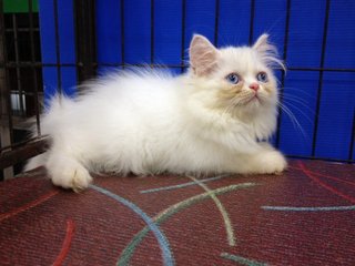 Female Solid White Semiflat Persian - Persian Cat