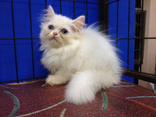 Female Solid White Semiflat Persian - Persian Cat