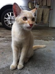 Susu - Domestic Short Hair Cat