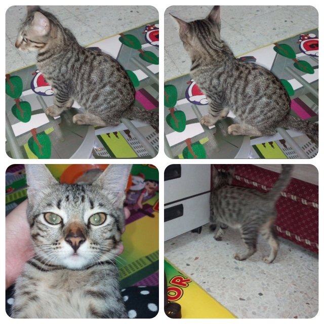 Babam - Domestic Medium Hair Cat