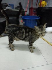 PF62476 - Domestic Short Hair Cat