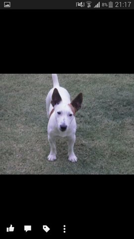 Russell - Fox Terrier Dog