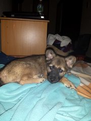 Vixen - German Shepherd Dog Mix Dog