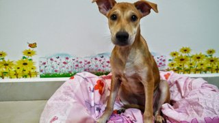 Potato ( W/ Video ) - Mixed Breed Dog