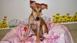 Potato ( W/ Video ) - Mixed Breed Dog