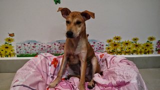 Potato ( W/ Video ) - Mixed Breed Dog