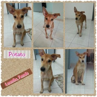 Potato ( W/ Video ) - Mixed Breed Dog