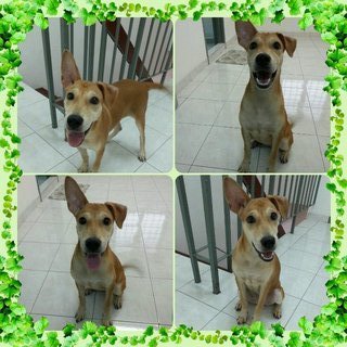 Potato ( W/ Video ) - Mixed Breed Dog