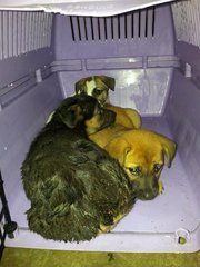 Pups - Mixed Breed Dog