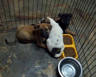 Pups - Mixed Breed Dog