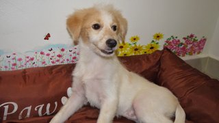 Pennpenn ( For Indoor ) - Golden Retriever + Terrier Dog