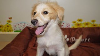 Pennpenn ( For Indoor ) - Golden Retriever + Terrier Dog