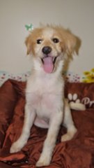 Pennpenn ( For Indoor ) - Golden Retriever + Terrier Dog