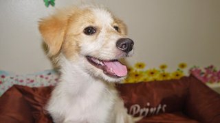 Pennpenn ( For Indoor ) - Golden Retriever + Terrier Dog