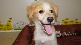 Pennpenn ( For Indoor ) - Golden Retriever + Terrier Dog