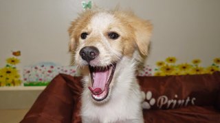 Pennpenn ( For Indoor ) - Golden Retriever + Terrier Dog