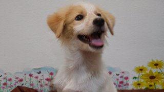 Pennpenn ( For Indoor ) - Golden Retriever + Terrier Dog