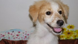 Pennpenn ( For Indoor ) - Golden Retriever + Terrier Dog