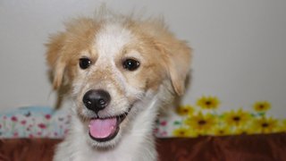 Pennpenn ( For Indoor ) - Golden Retriever + Terrier Dog