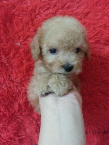 Toy Poodle . - Poodle Dog