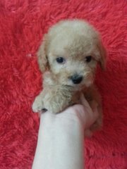 Toy Poodle . - Poodle Dog